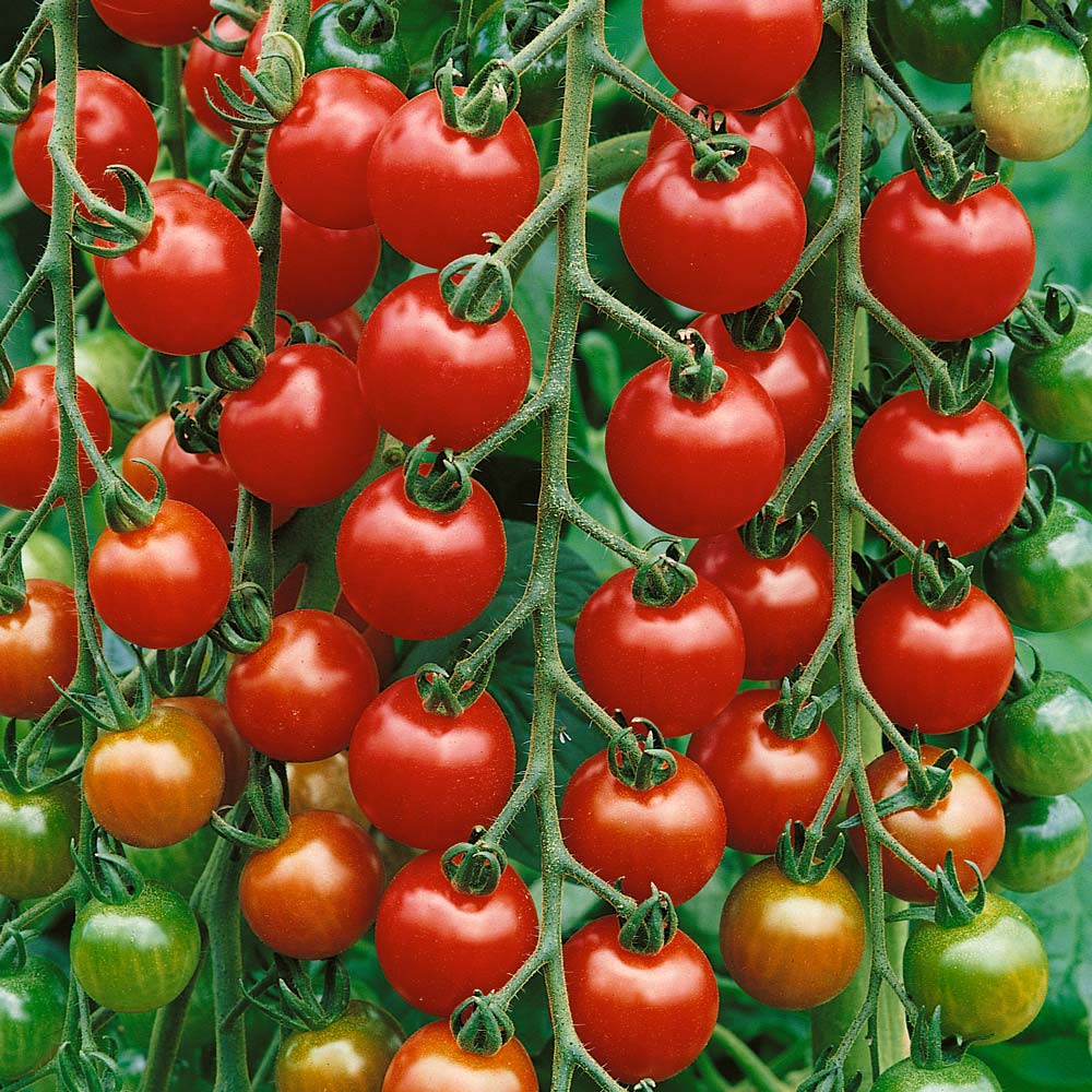 بذور طماط Gardner Delight