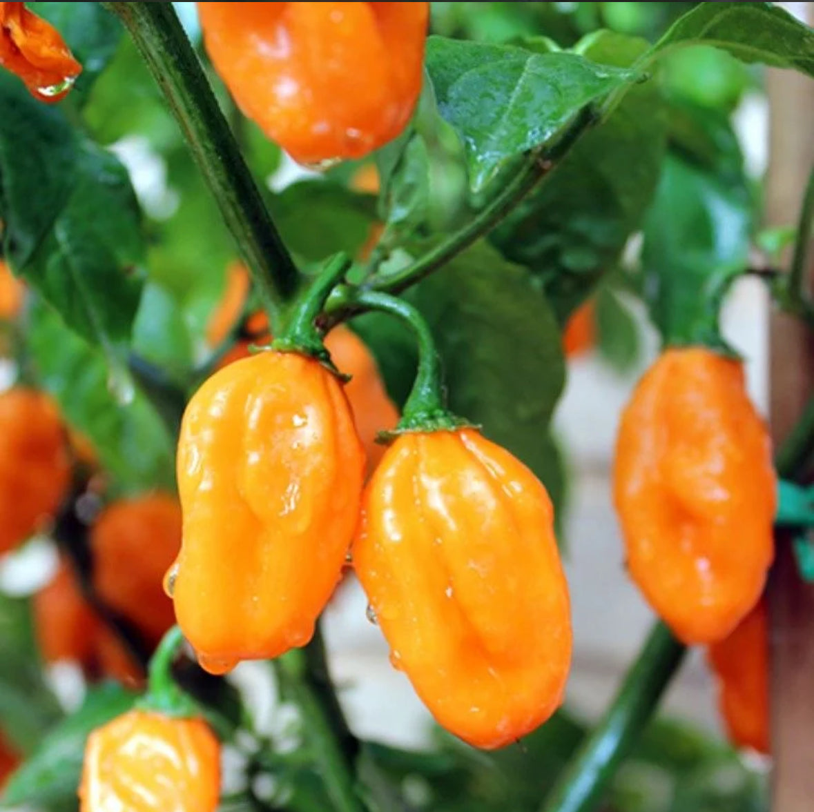 بذور فلفل Carbonero Peach