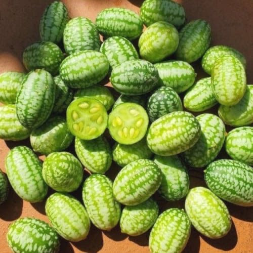 بذور خيار كوكوميلون