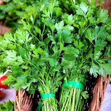 بذور بقدونس Festival