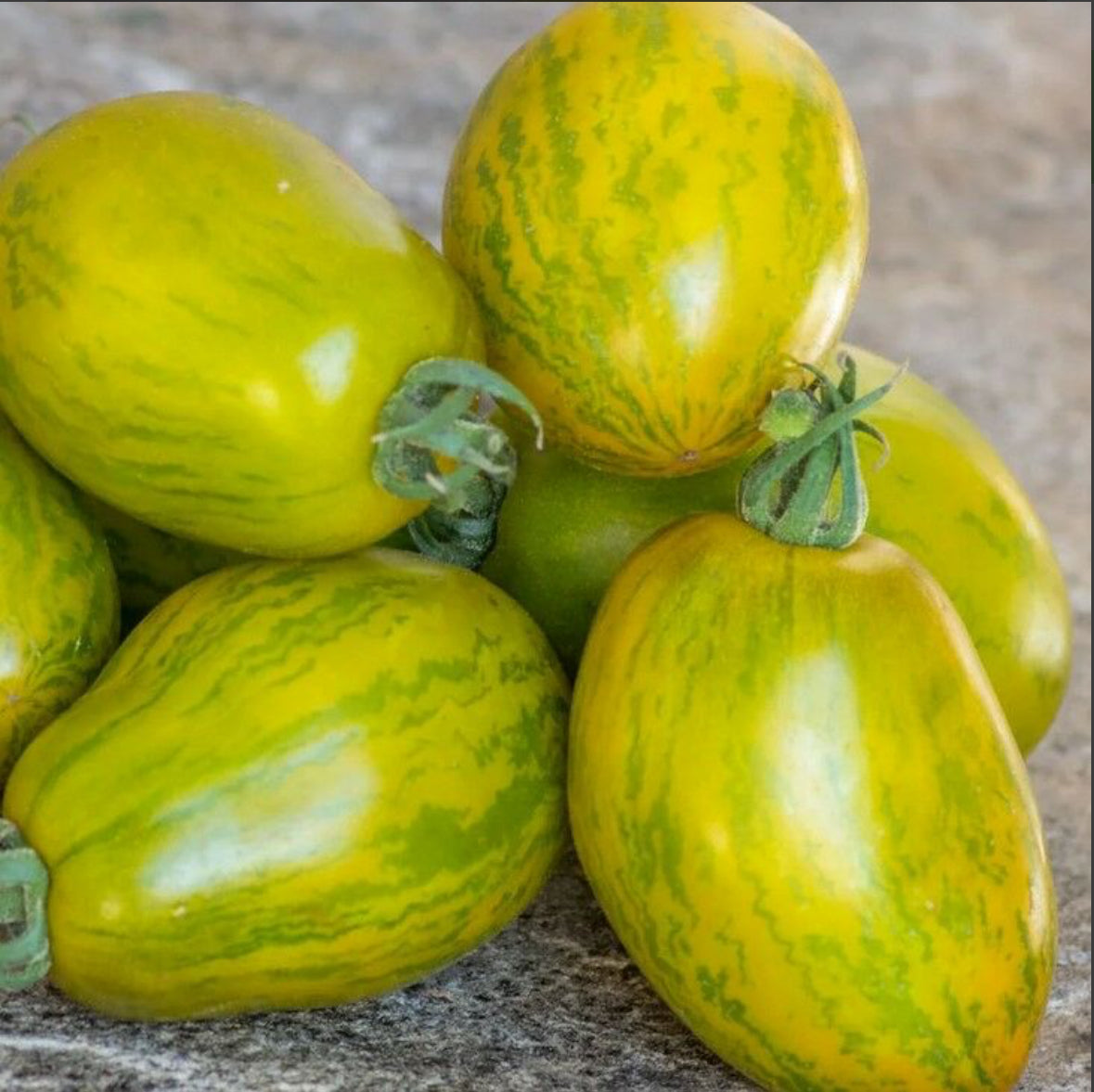 بذور طماط dwarf saucy mary
