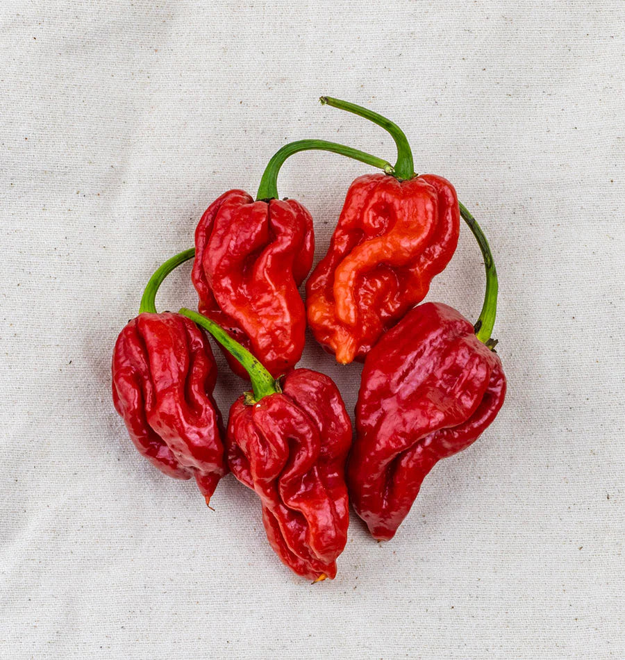 بذور فلفل Trinidad moruga scorpion Fa