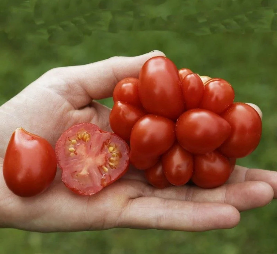 بذور طماط فوياج