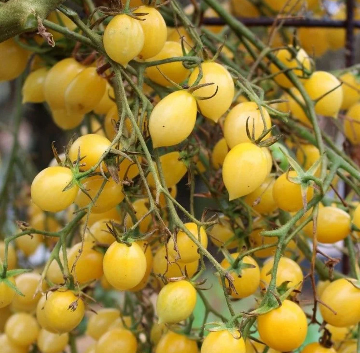 بذور طماط باريز كريزي شيري
