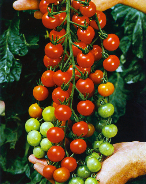 شتلة طماط سويت شيري