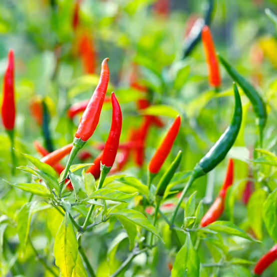 بذور فلفل كايين mini de cayenne