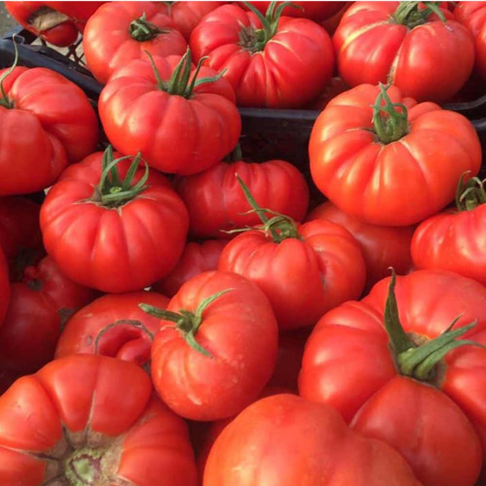 شتلة طماط قروي كبير