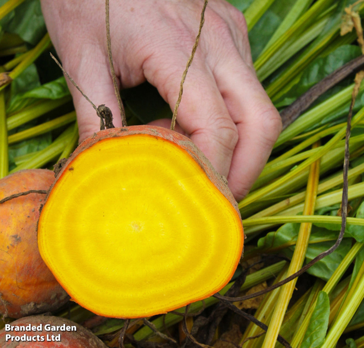 بذور شمندر Bolder