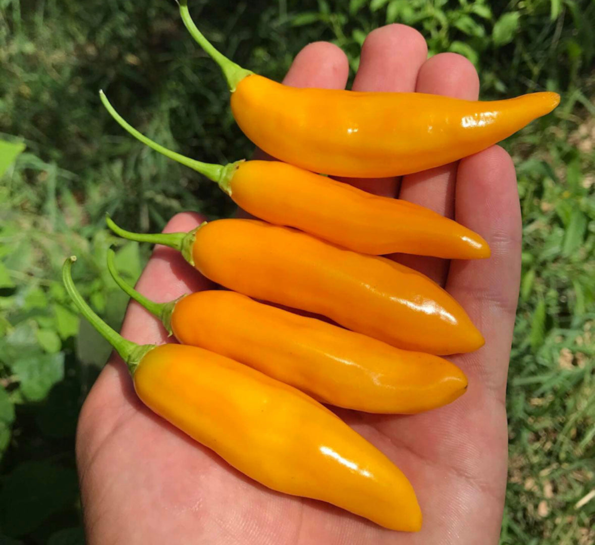 بذور فلفل أجي سيتو المتوارث (شديد الحراره)