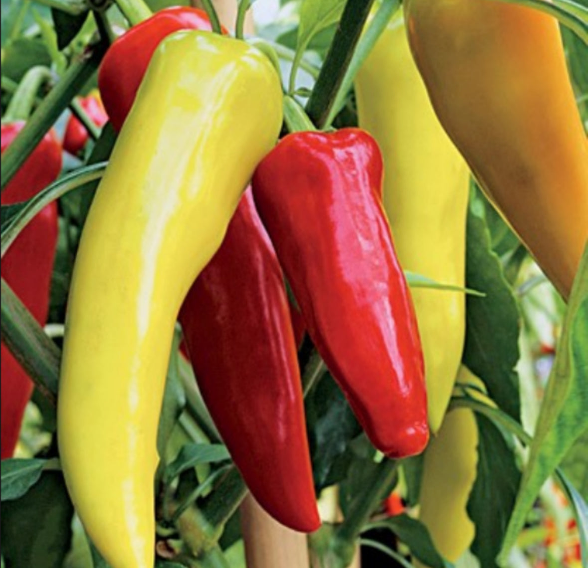 بذور الفلفل المجري الأحمر الحلو