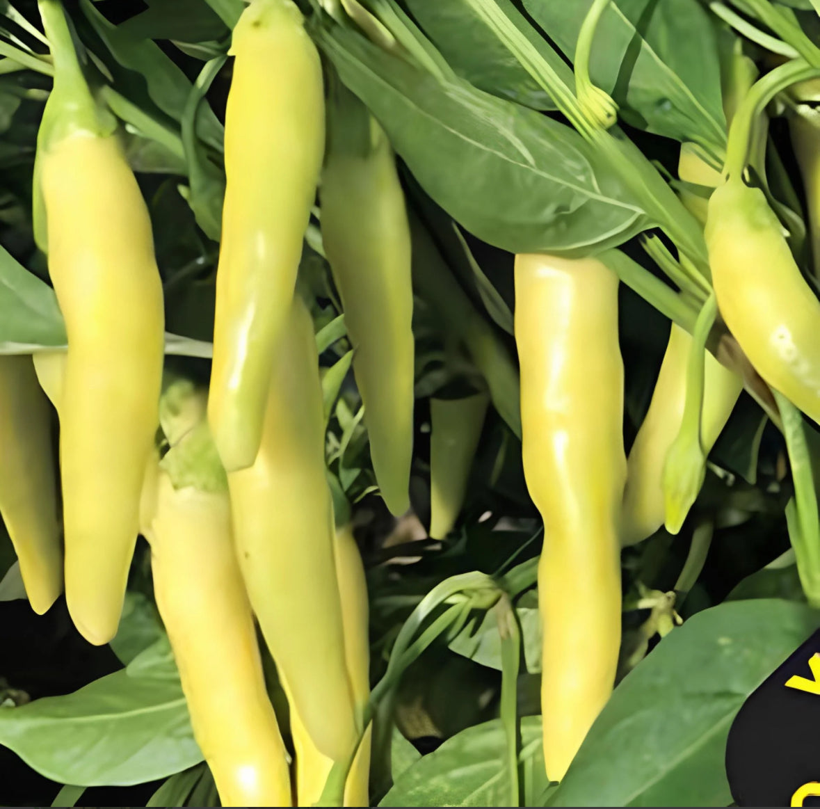 بذور فلفل يلو ستون الحار