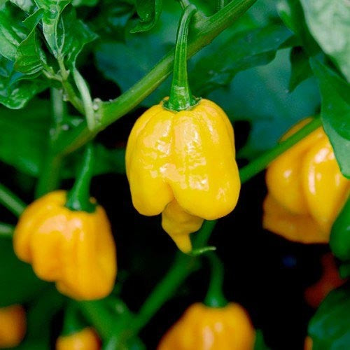 بذور فلفل trinidad scorpion giallo F1