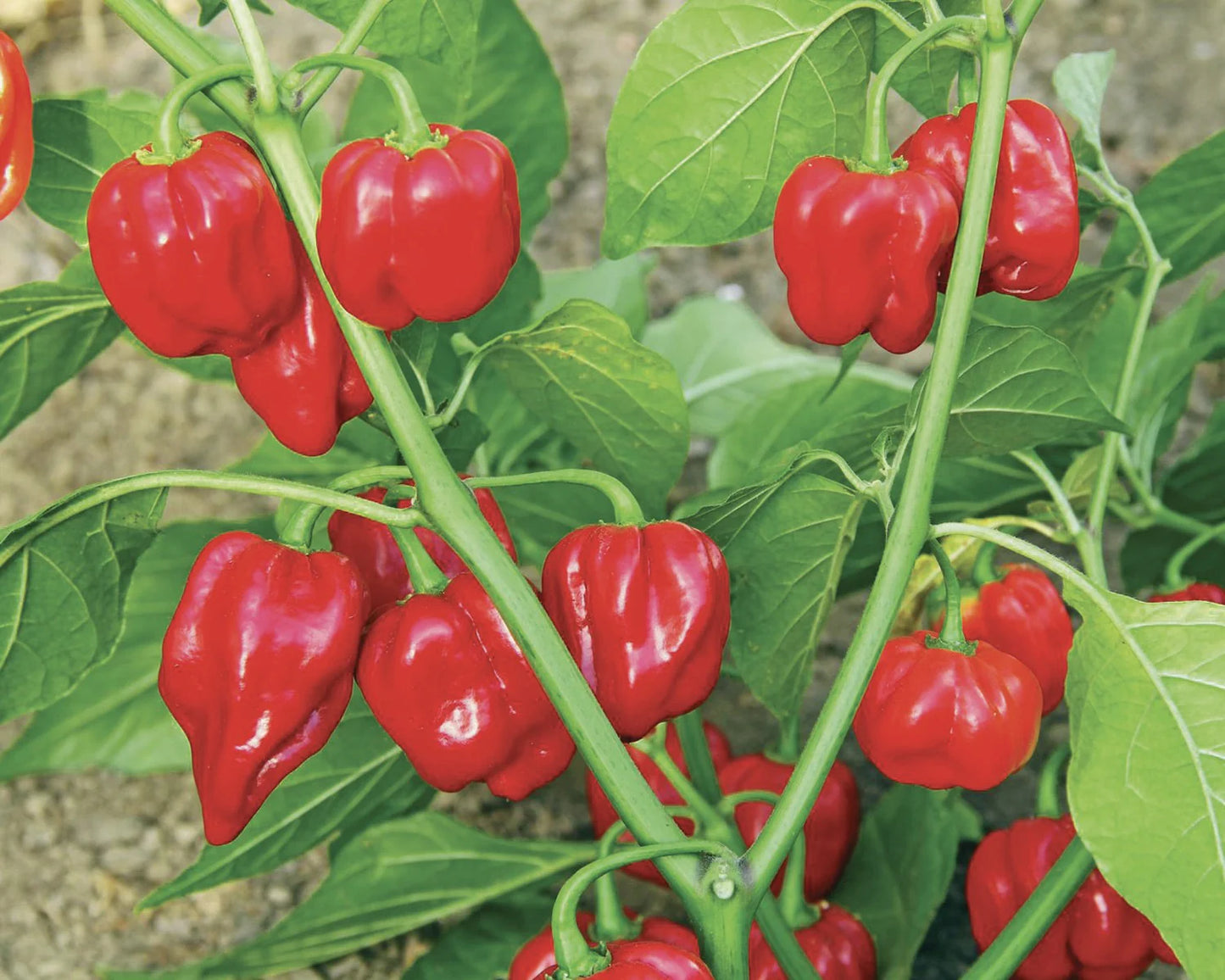 بذور فلفل habanero rosso f1