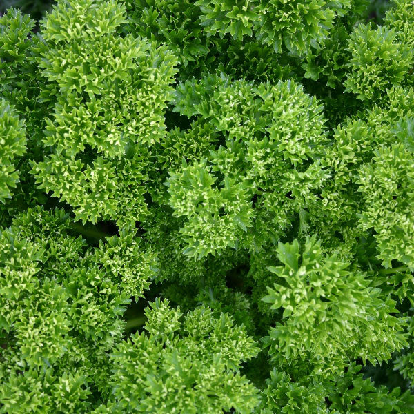 بذور بقدونس مجعد Moss