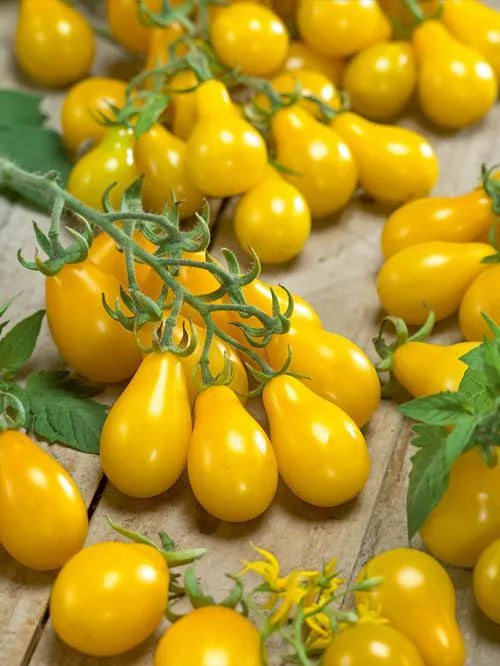 بذور طماط عرموطي perun