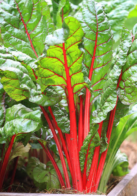 بذور السلق (Rhubarb Chard)