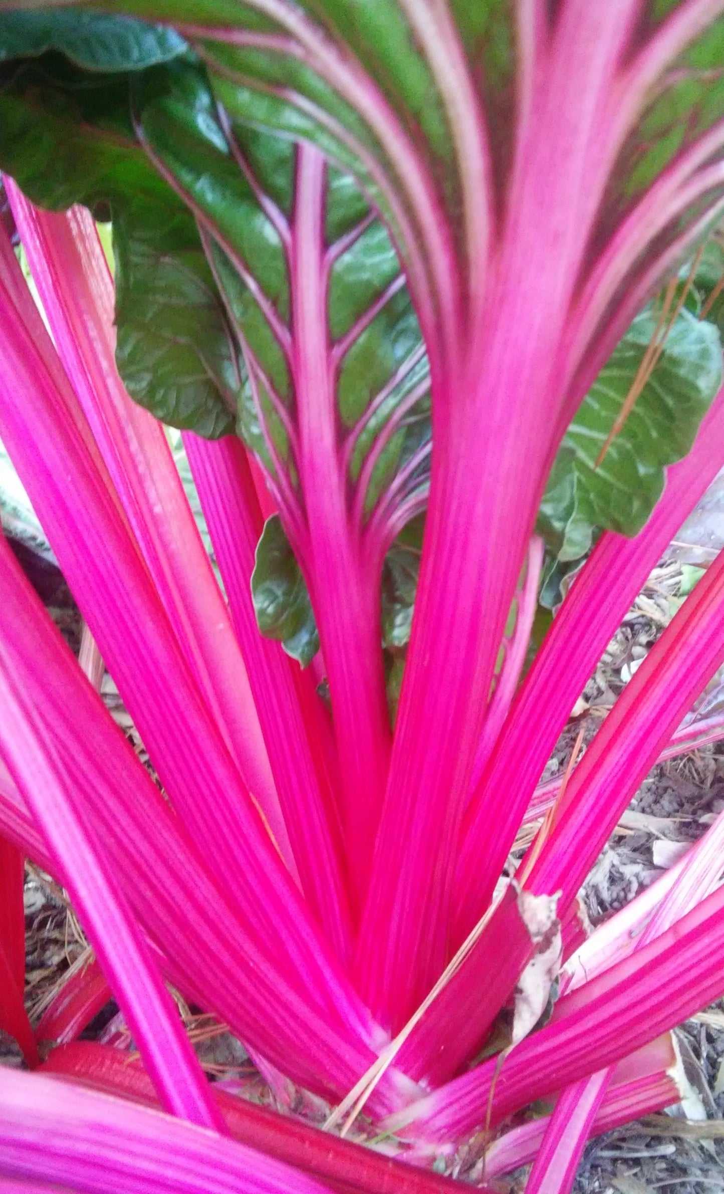 بذور السلق (Magenta Sunset)