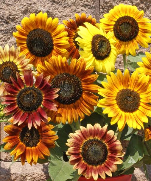 بذور دوار شمس sunflower autumn beauty