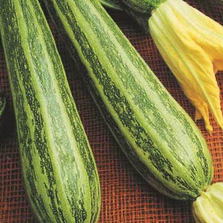 بذور كوسا cocozelle heirloom