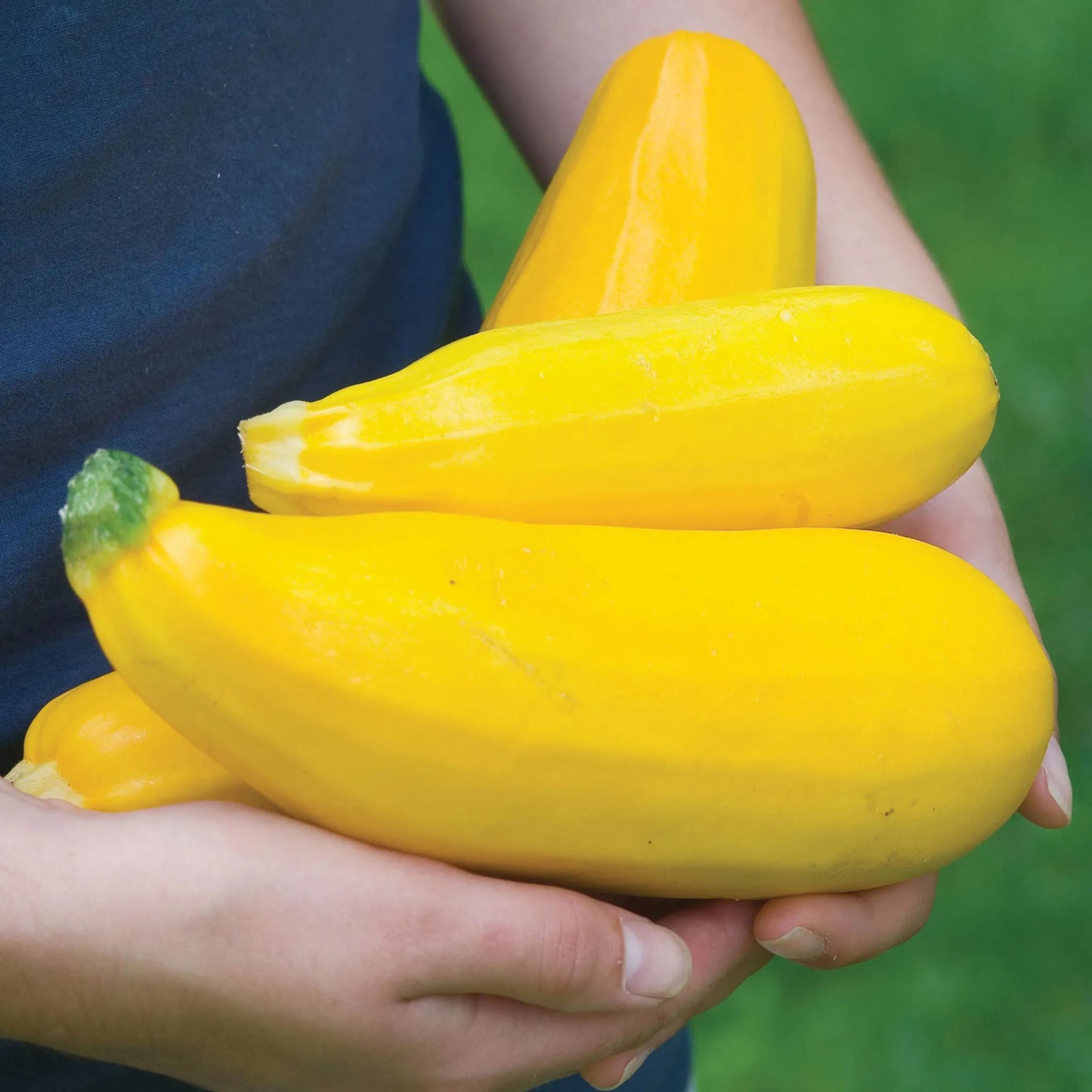 بذور كوسا summer squash burpees golden