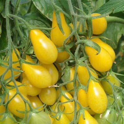 شتلة طماط عرموطي اصفر