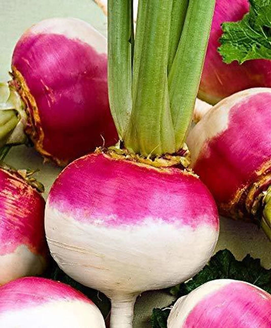 بذور اللفت(الشغلم)