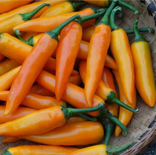 بذور فلفل Bulgarian Carrot Hot Chili
