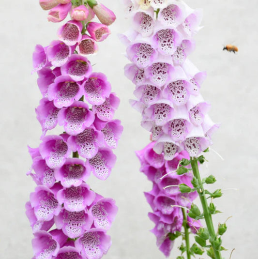 بذور ورد Foxglove mix