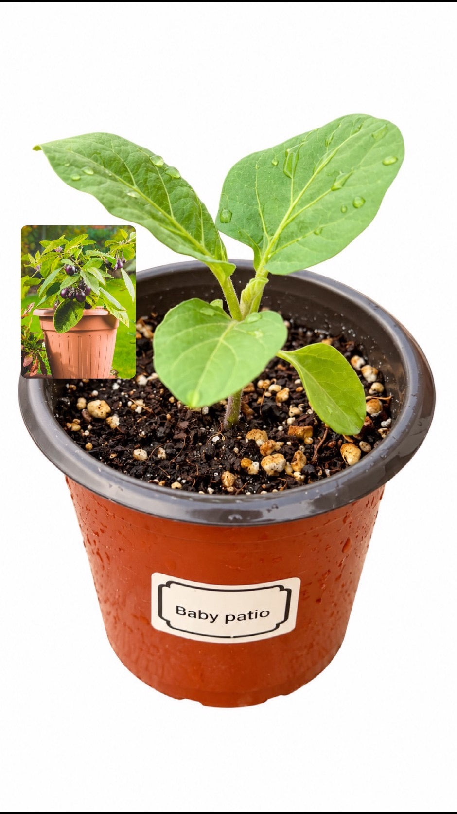 شتلة باذنجان قزمي Patio