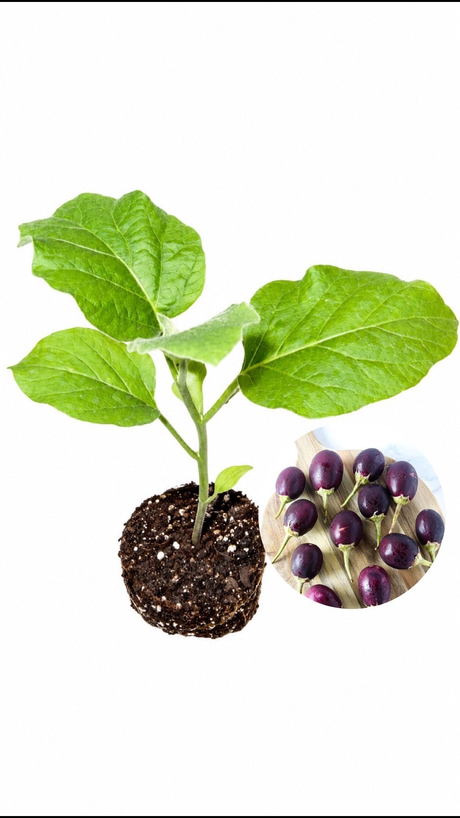 شتلة باذنجان صغير (للمكدوس)