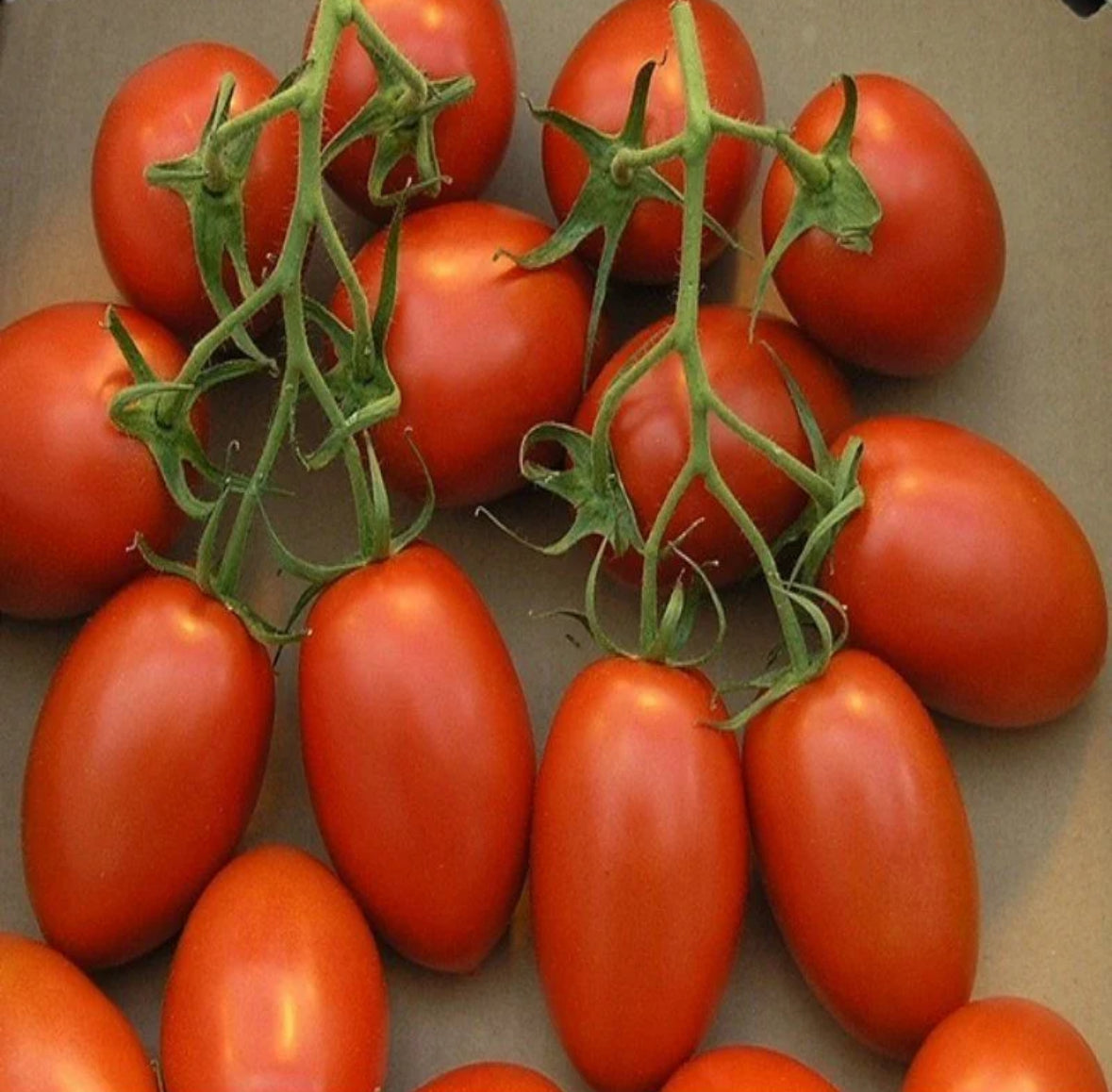 بذور طماط روما VFN