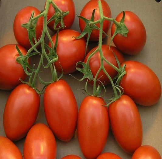 بذور طماط روما VFN