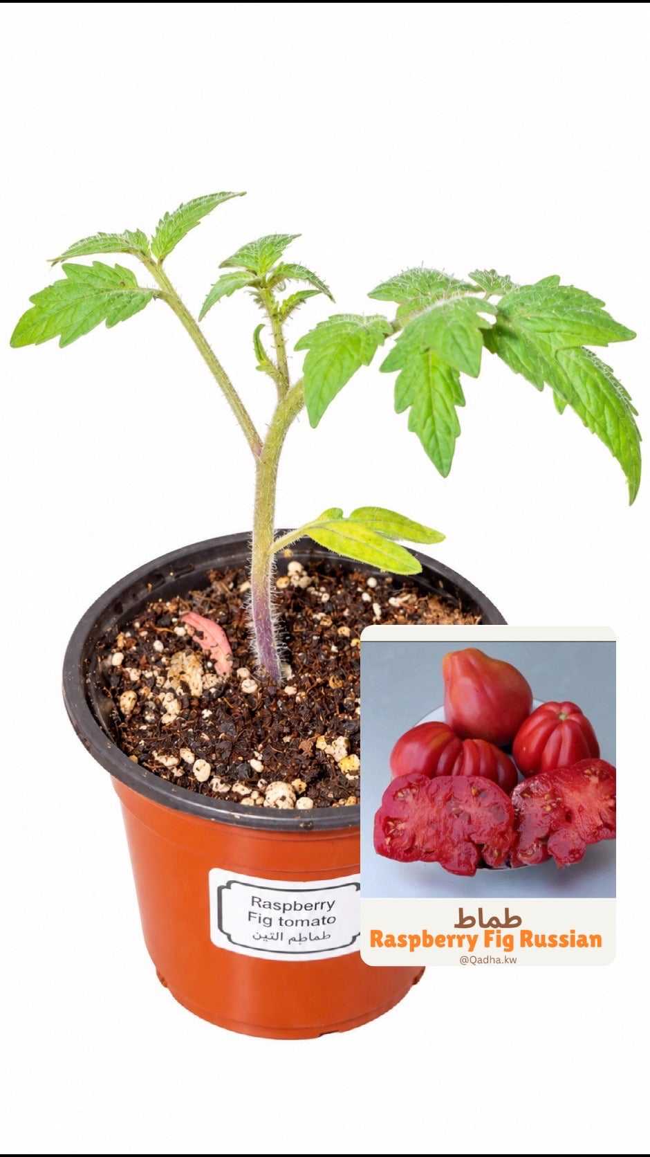 شتلة طماط روسي raspberry fig محدود النمو