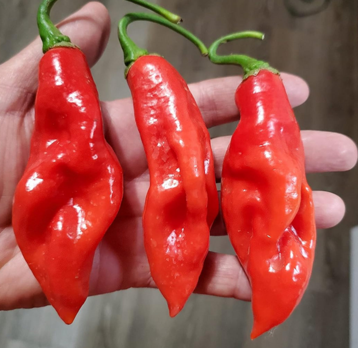 بذور فلفل Trinidad seasoning