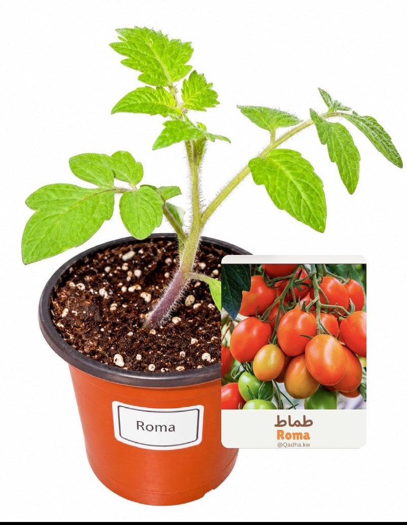شتلة طماط روما