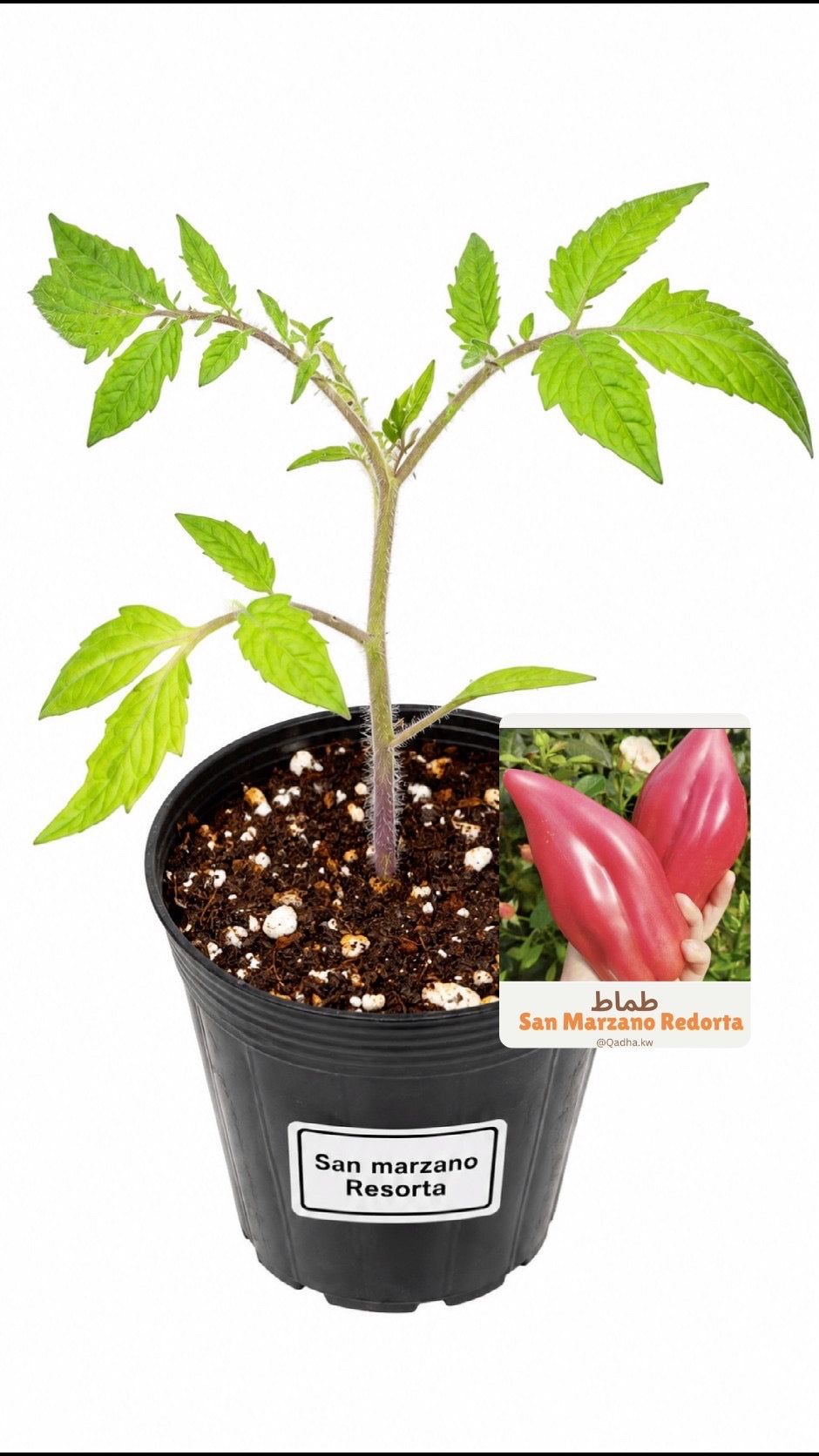 شتلة San Marzano عملاق Redorta