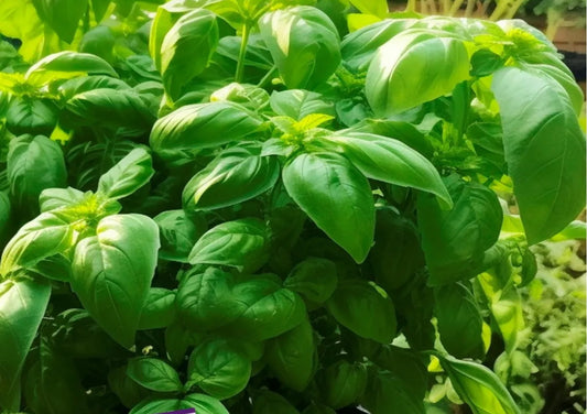 بذور ريحان أوراق عريضه