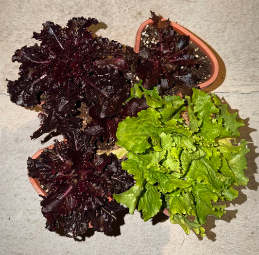 حوض شتلات خس منوع