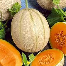 شتلة بطيخ امير