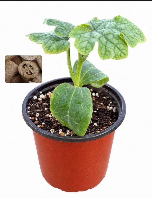 شتلة لوفا