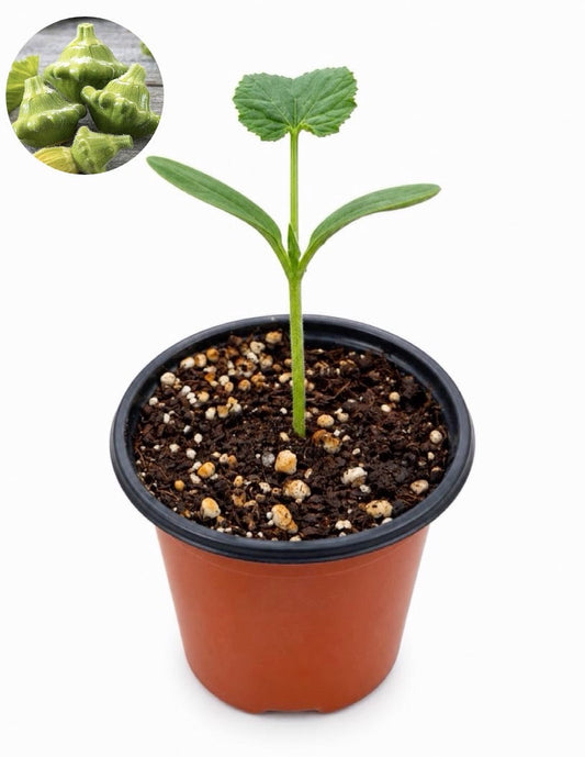 شتلة كوسا okra patty pan