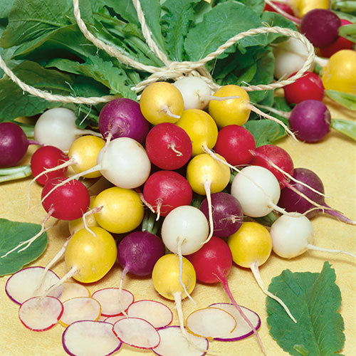بذور فجل – خليط ملون