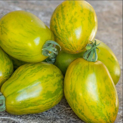 بذور طماط dwarf saucy mary