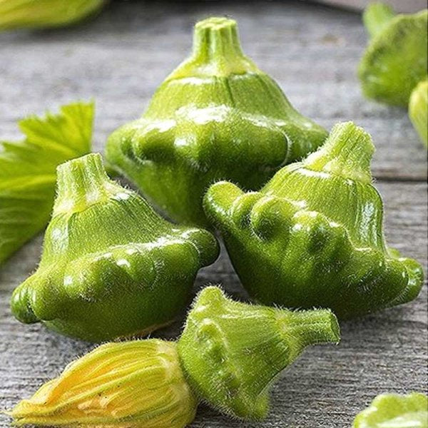 بذور كوسا patty pan Okra (ميني)
