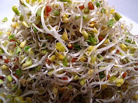بذور بروكلي (للبرعمه و المايكرو قرين )