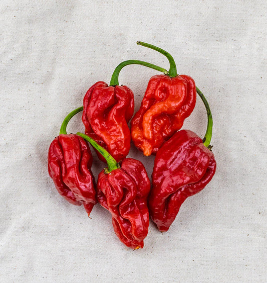 بذور فلفل Trinidad moruga scorpion Fa