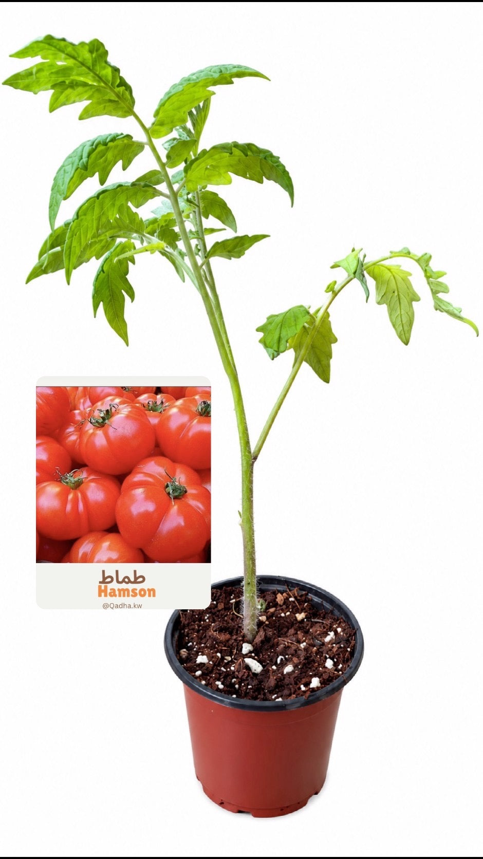 شتلة طماط هامسون