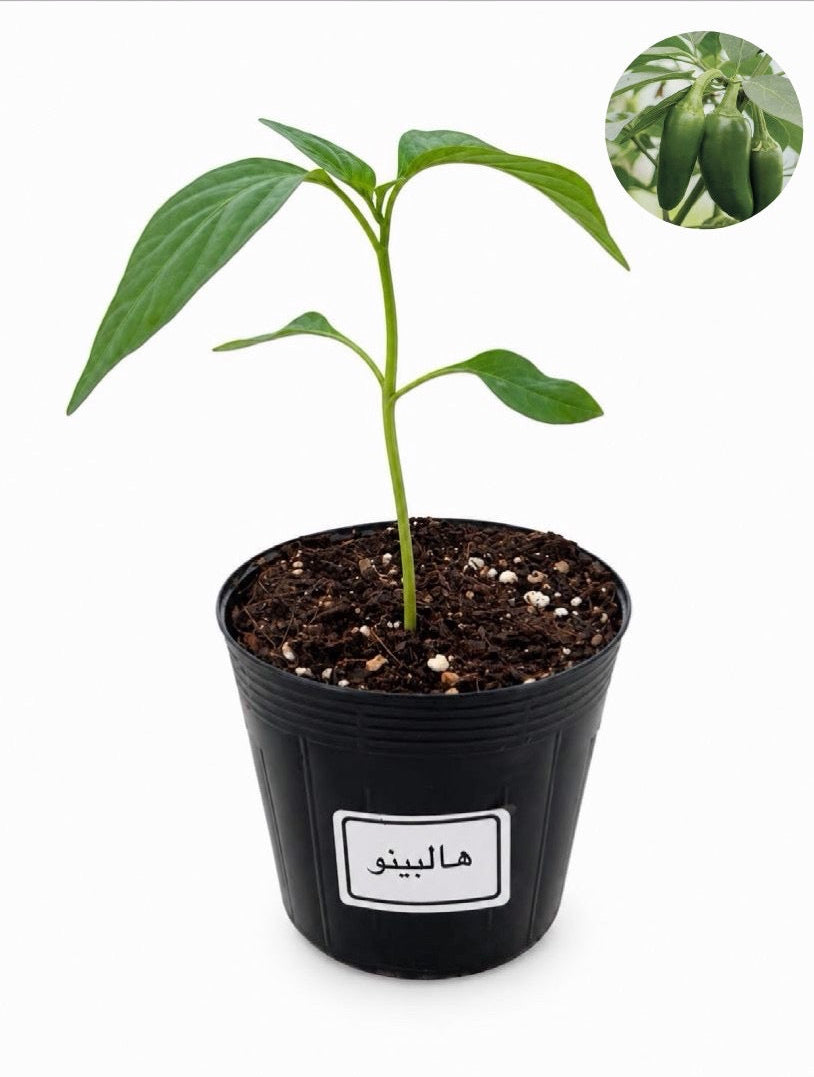 شتلة هالبينو