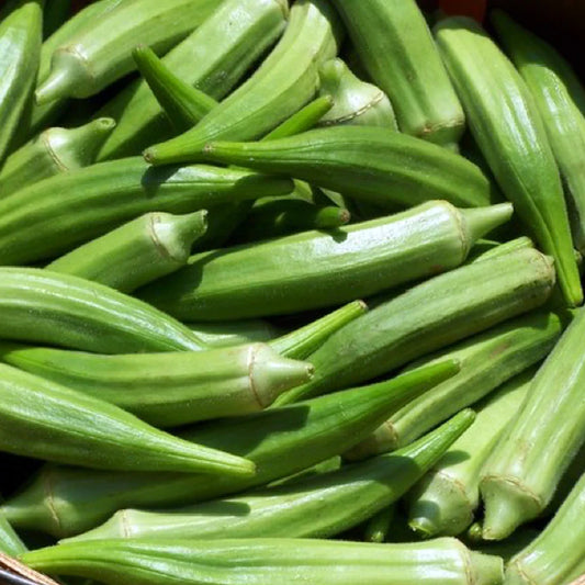 شتلة بامية حساوية