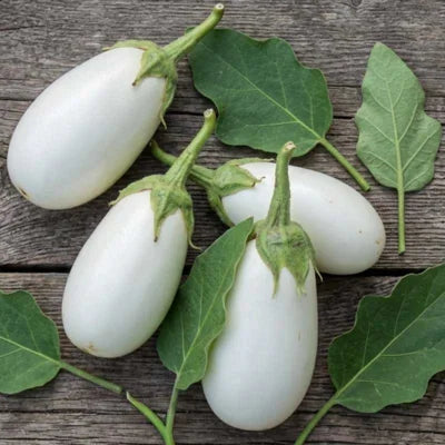 بذور باذنجان كاسبر